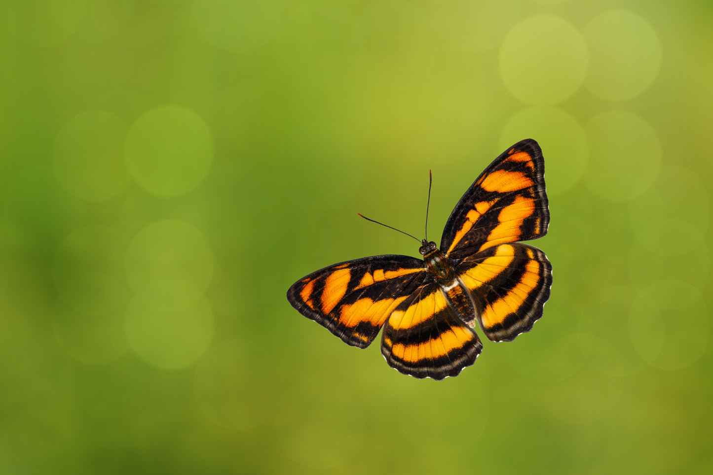 Discovery Teacher Pricing